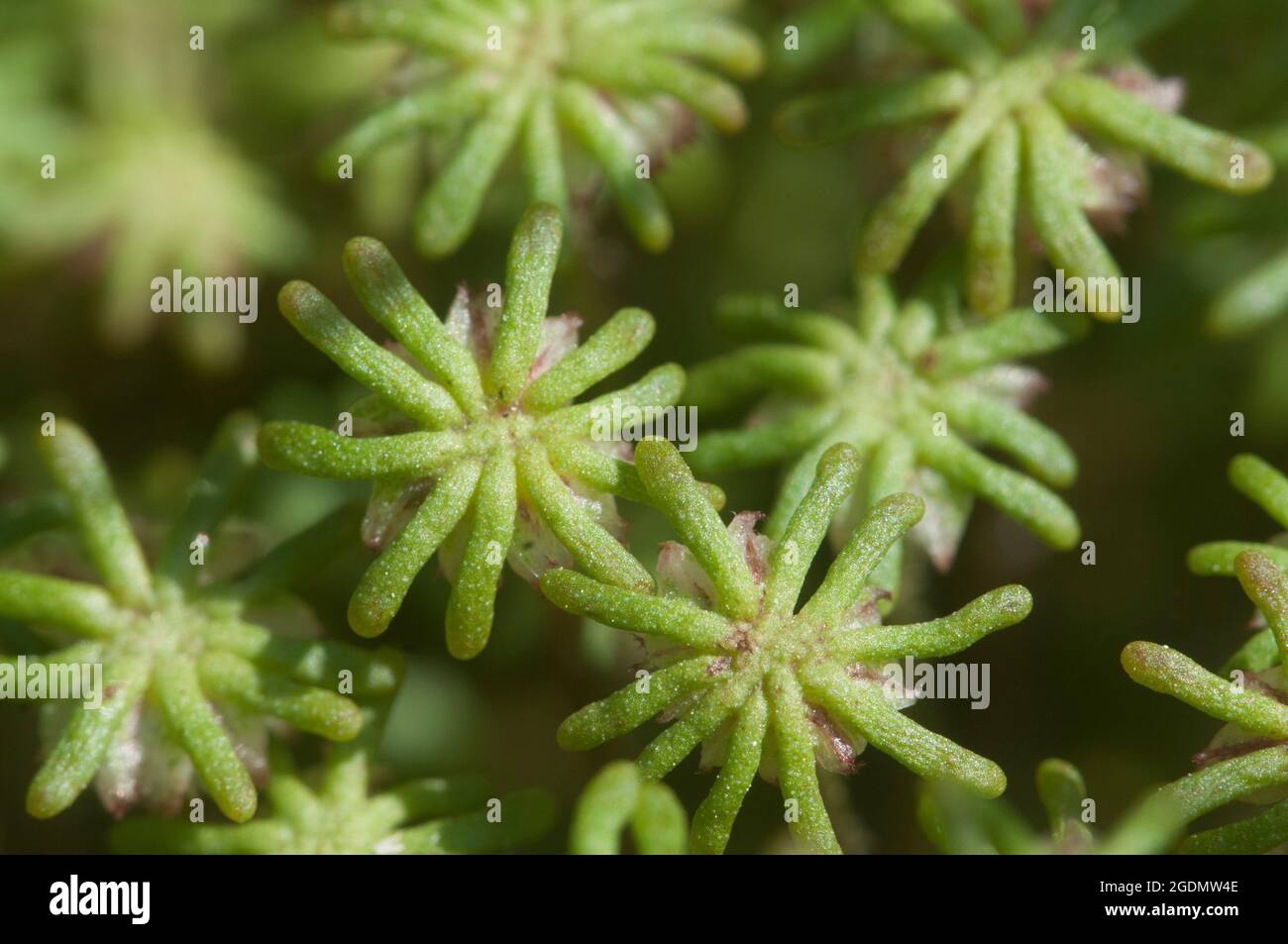 Marchantia polymorpha liverwort, gros plan Banque D'Images