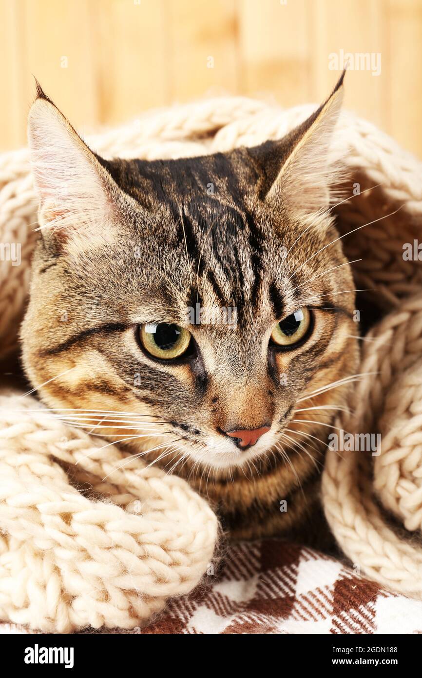 Chat gris enveloppé dans l'écharpe en tricot sur fond de mur en bois Photo  Stock - Alamy
