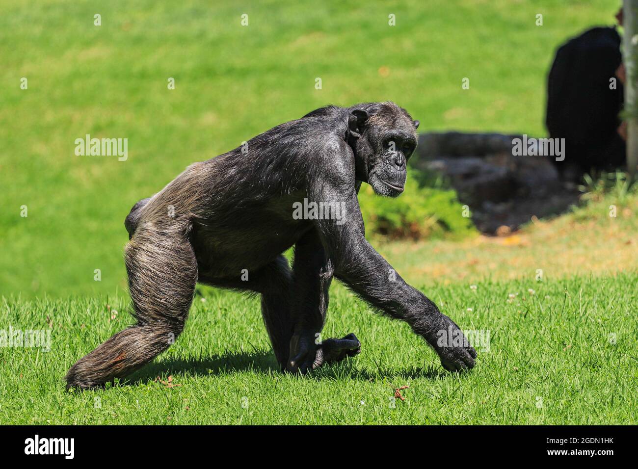 Chimpanzé marchant dans un champ. Vue latérale Banque D'Images
