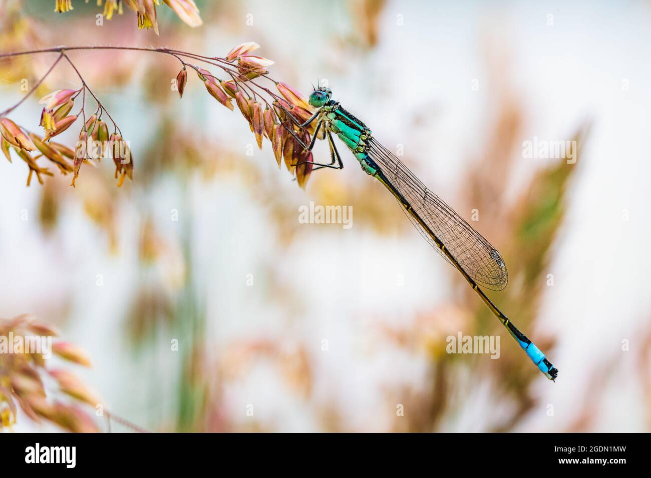 La mouche à queue bleue ou le bluetail commun (Ischnula elegans) qui se tient sur les lames de l'herbe. Prise de vue macro, agrandissement élevé, nombreux détails de ce dr Banque D'Images