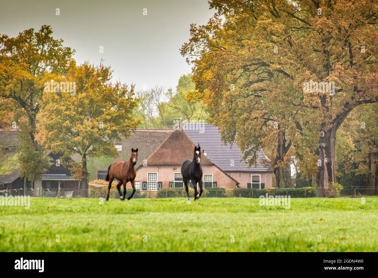 Les pays-Bas, Havelte, chevaux tournant devant une ferme typique. Couleurs d'automne. Banque D'Images