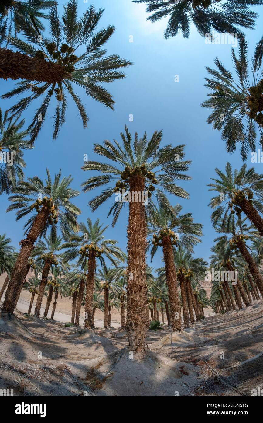 L'agriculture du désert. fisheye vue d'une plantation de palmiers photographiés dans la région de la Mer Morte, Israël Banque D'Images