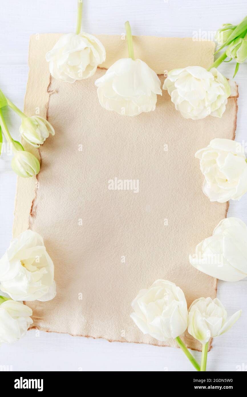 Tulipes blanches sur fond papier, espace de copie. Banque D'Images
