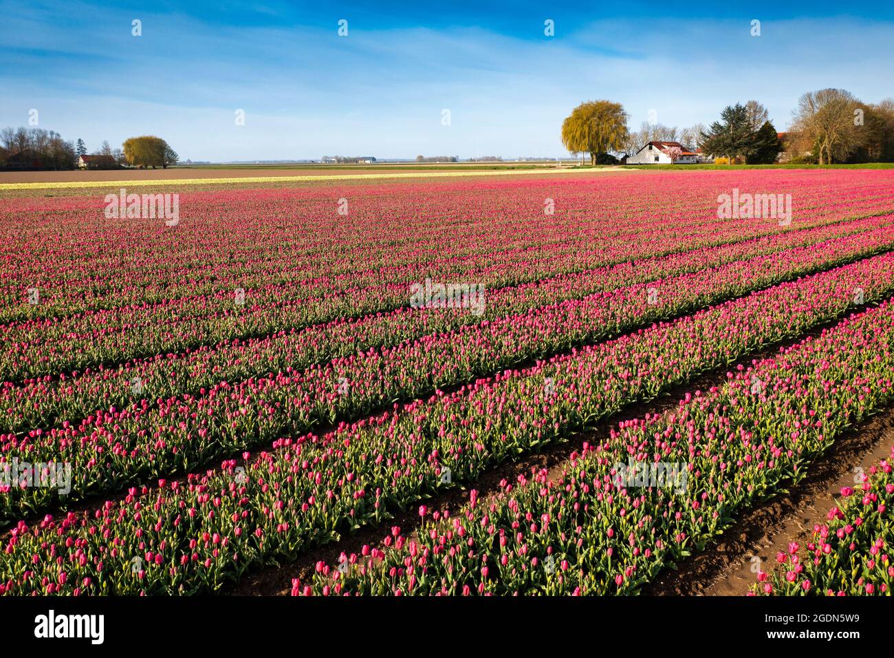 Pays-Bas, Nagele, champ et ferme de tulipe à fleurs. Banque D'Images