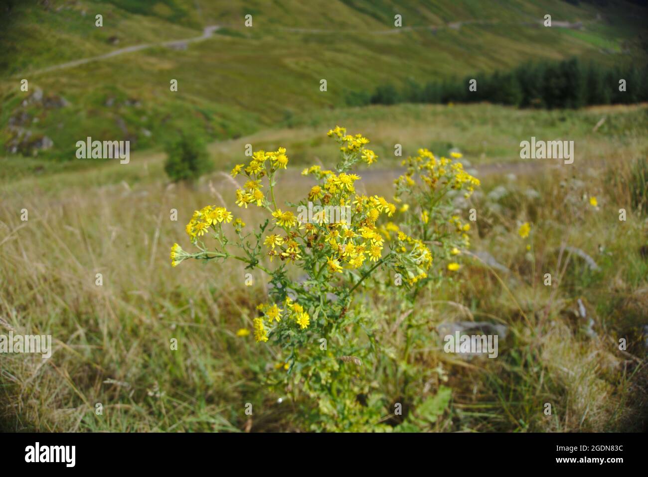 Ragwort (Jacobaea vulgaris) au reste et être reconnaissant, Glen Croe, Argyll et Bute, Écosse, Royaume-Uni, Avec Old Military Road en arrière-plan. Banque D'Images