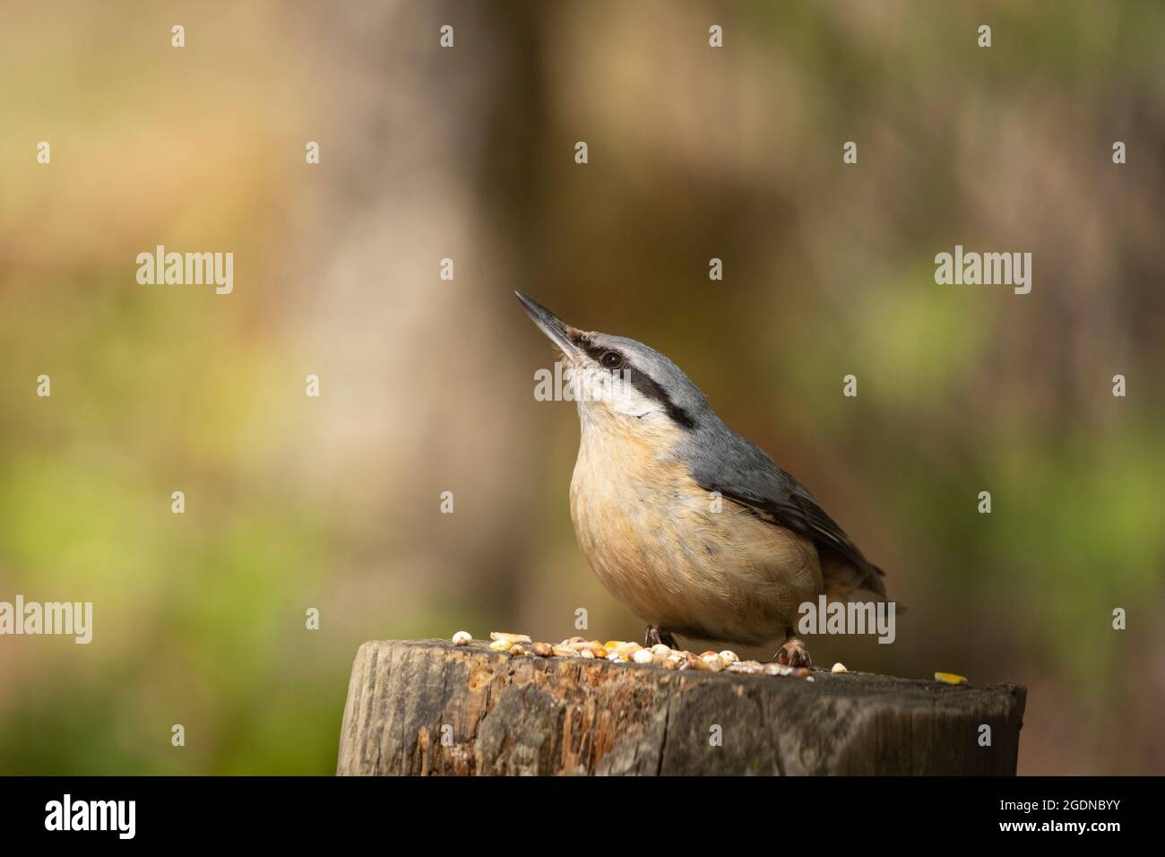 Nuthatch photographié dans la Nouvelle forêt. Banque D'Images