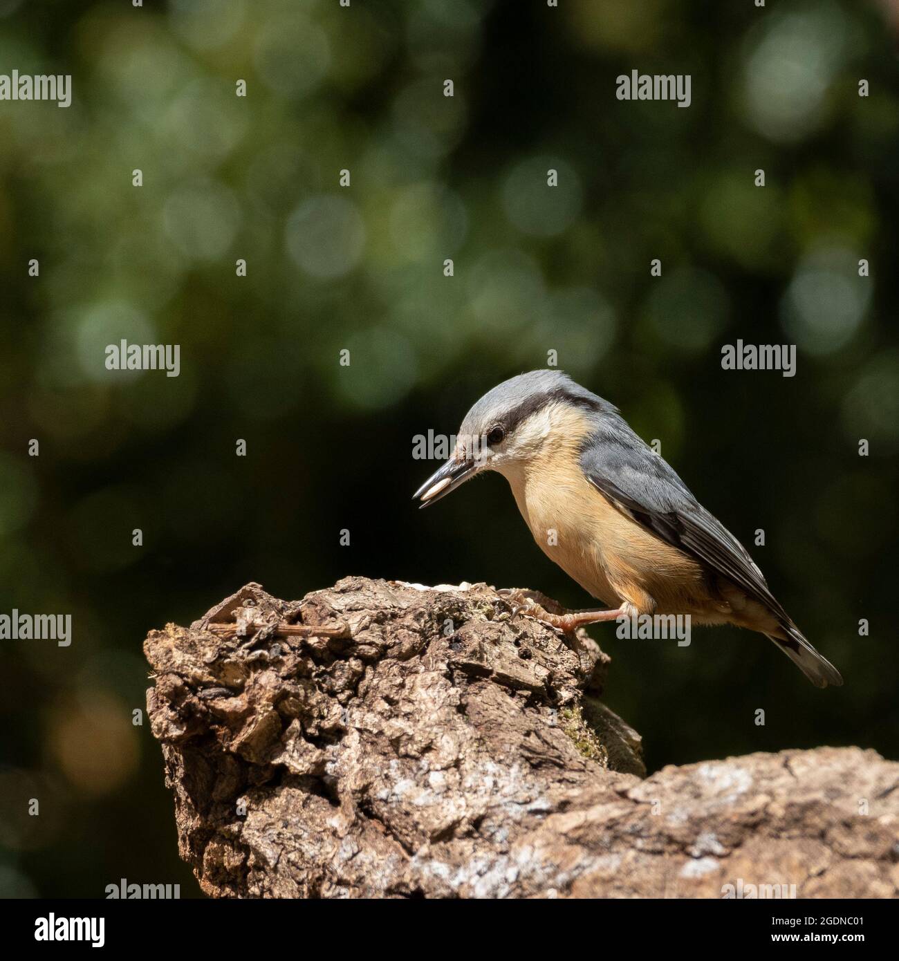 Nuthatch photographié dans la Nouvelle forêt. Banque D'Images