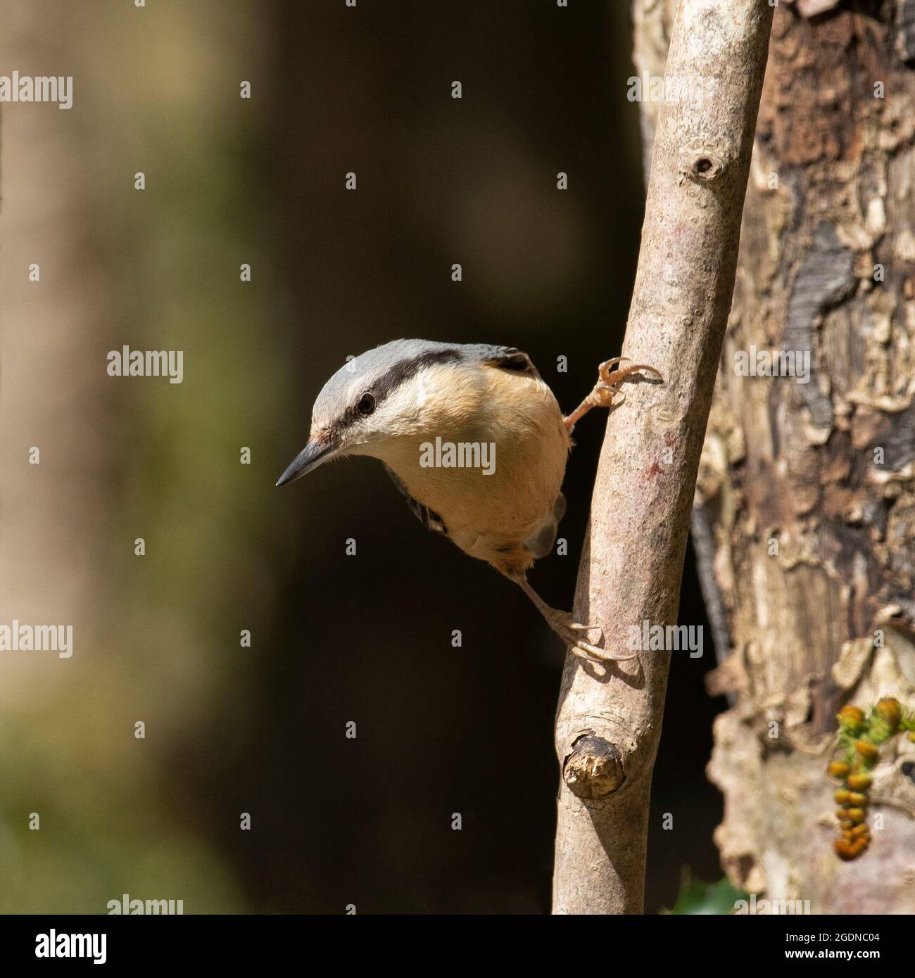 Nuthatch photographié dans la Nouvelle forêt. Banque D'Images