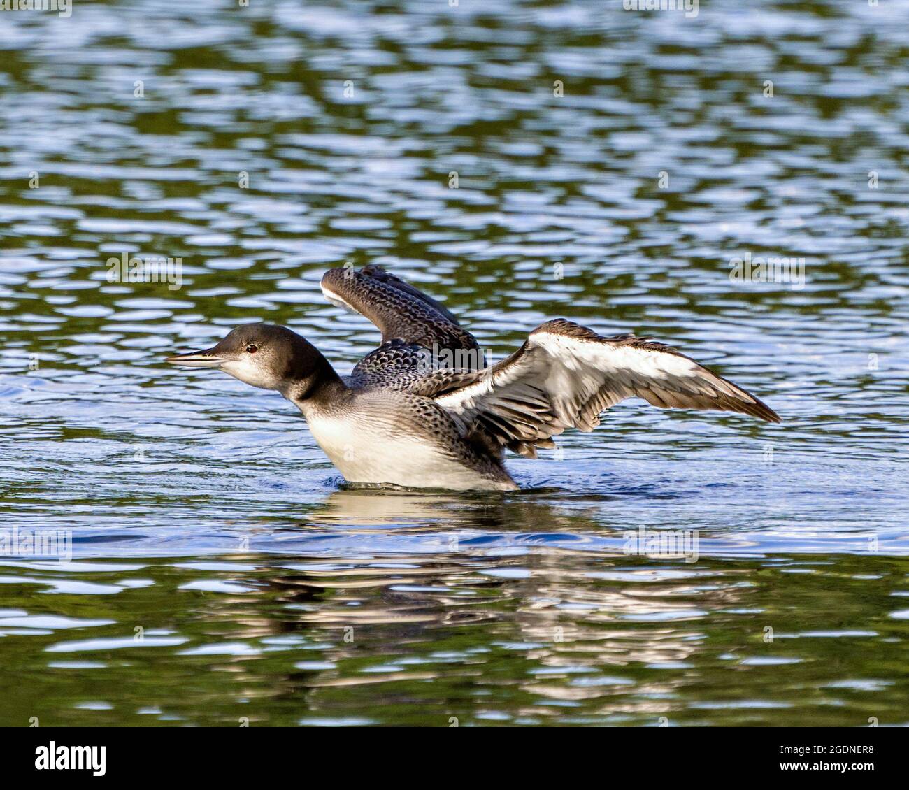 Loon commun jeune oiseau immature nageant et flipping ses ailes dans son environnement et son habitat entourant, montrant sa croissance en plumes d'étape. Banque D'Images Loon commun jeune oiseau immature nageant et flipping ses ailes dans son environnement et son habitat entourant, montrant sa croissance en plumes d'étape. Banque D'Images