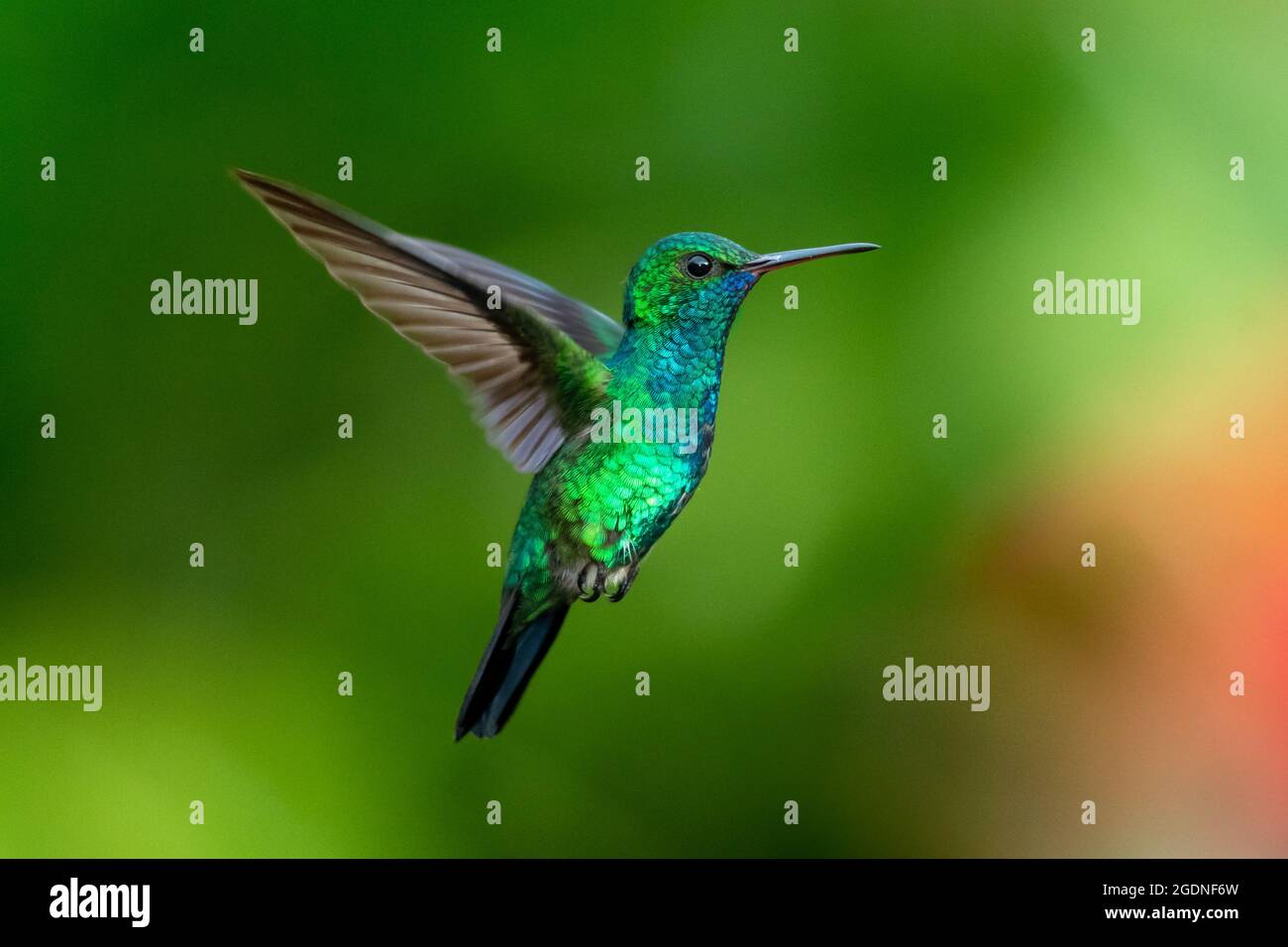 Un colibri de saphir à chiné bleu ( chlorestes notata) planant sur un fond de bokeh vert. La faune dans la nature. Oiseau tropical dans le jardin Banque D'Images