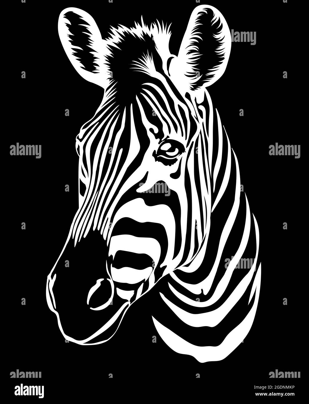 Vecteur Zebra. Animaux sauvages de la prairie, zébrures sur fond noir. Dessin pour un t-shirt Illustration de Vecteur