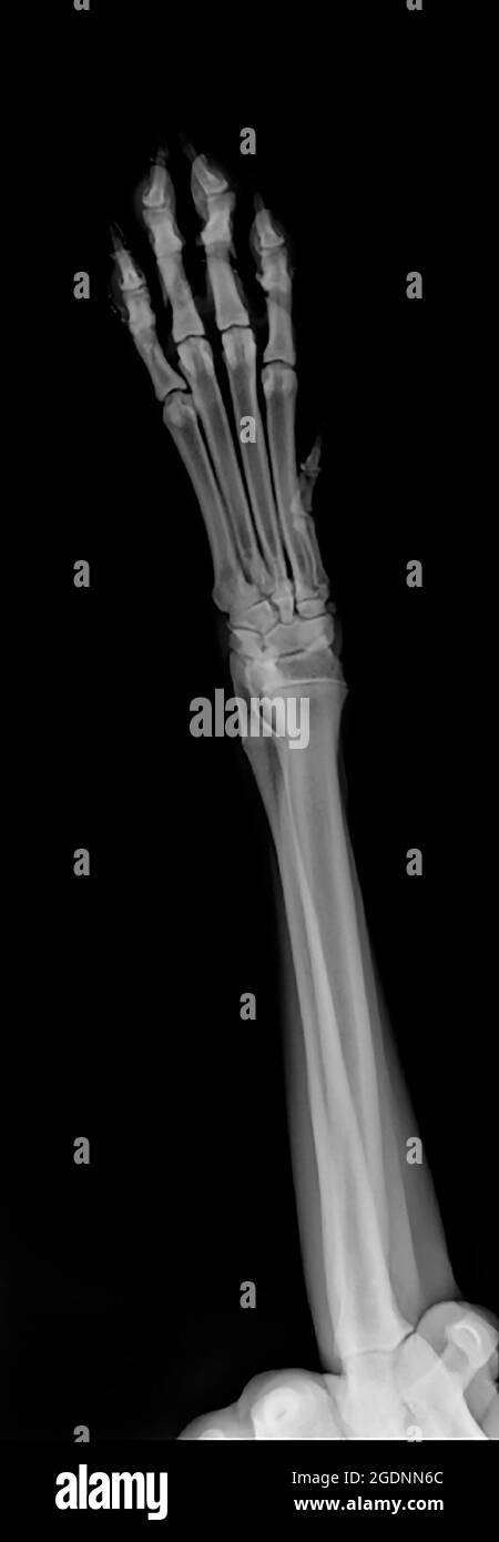 X-ray of a dog's/jambe droite à une chirurgie vétérinaire Banque D'Images