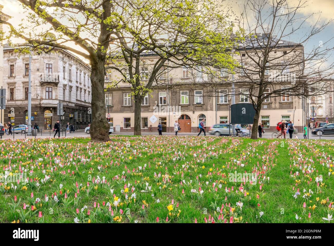 Magnifique lit de fleurs de printemps et vieux sous-sols dans le quartier de Podgorze, Cracovie, Pologne. Banque D'Images