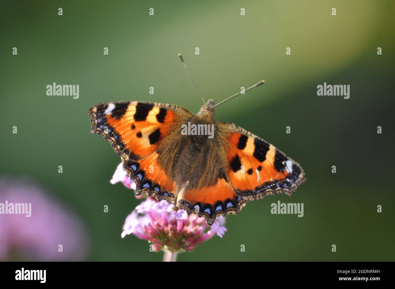 Petit papillon de tortue (Aglais urticae) reposant sur une fleur de verveine bonariensis posée sur un fond vert Banque D'Images