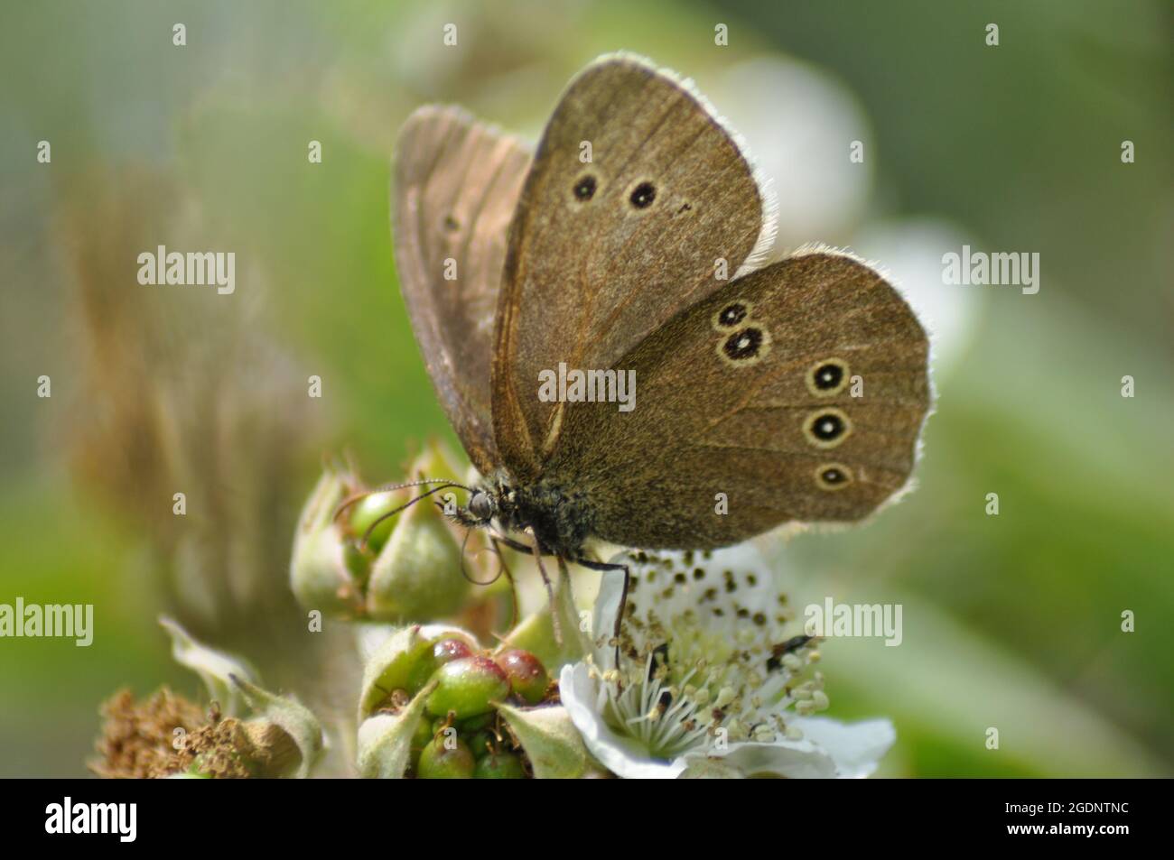 Le papillon des ringlet (Aphantopus hyperantus) repose sur des fleurs qui poussent à hedgerow en été Banque D'Images