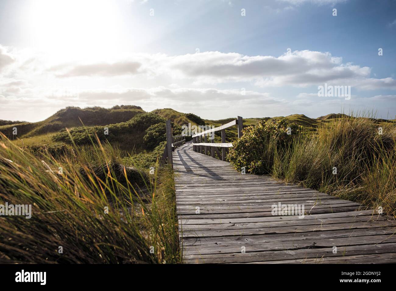 Sentier touristique avec vue à angle bas à travers la réserve naturelle herbeuse. Vue sous le soleil. Journée ensoleillée dans la nature. Concept de vacances d'été. Banque D'Images