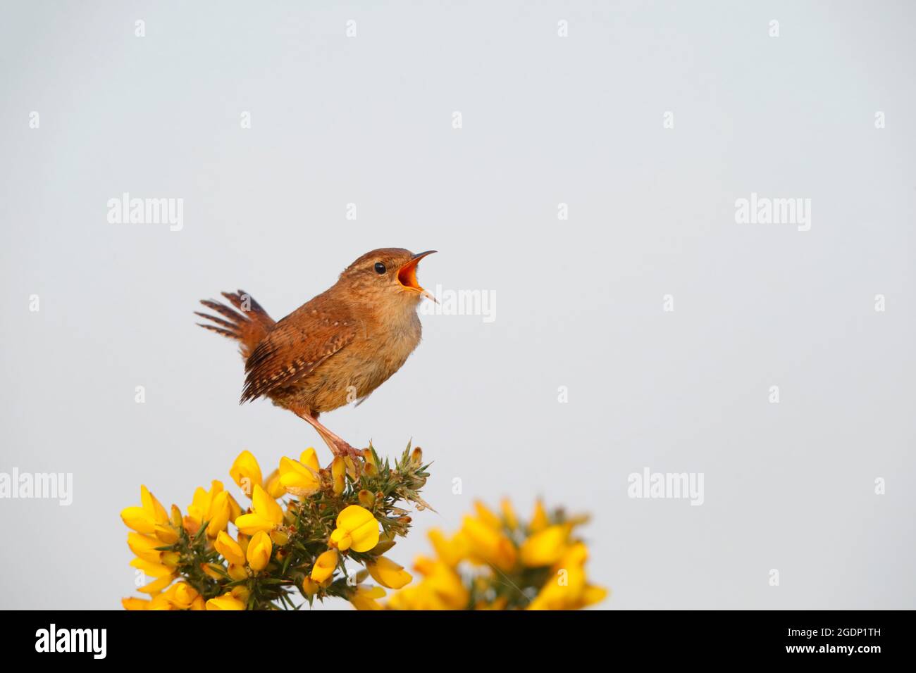Un homme adulte de Wren eurasien (troglodytes troglodytes) chante depuis le sommet d'un buisson de gorge dans la réserve RSPB de St Aidan, West Yorkshire Banque D'Images