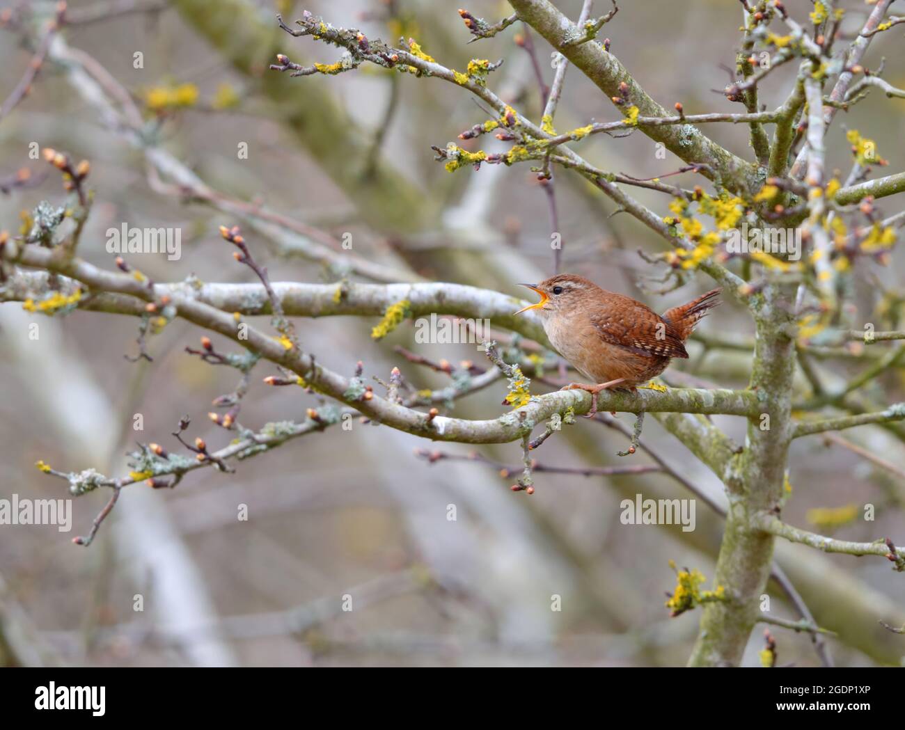 Un homme chantant de Wren eurasien (troglodytes troglodytes) dans une brousse à Suffolk, au Royaume-Uni Banque D'Images