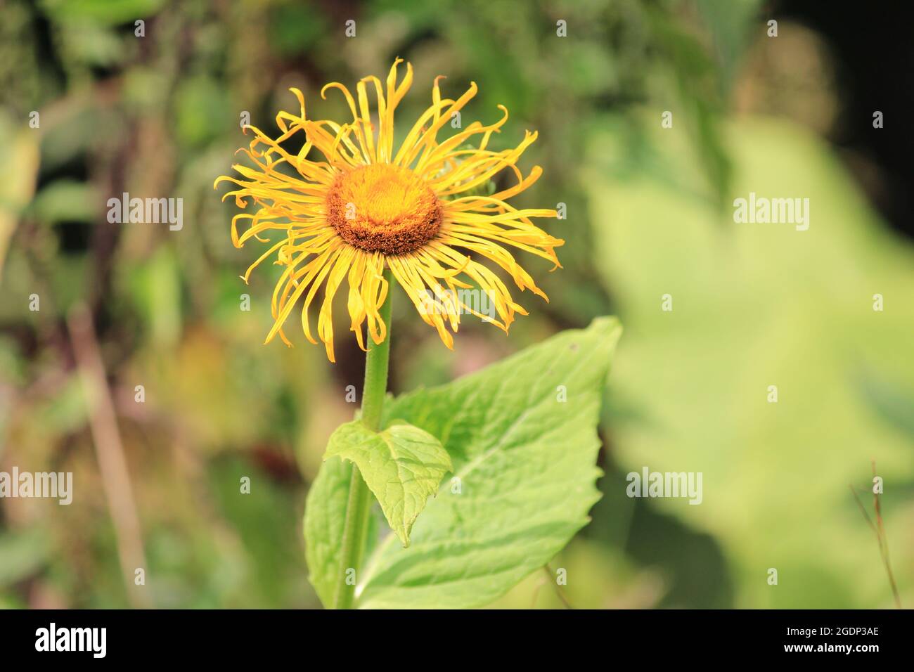 Inula racemosa Banque D'Images