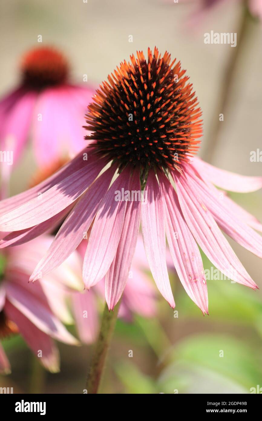 Echinacea purpurea Banque D'Images