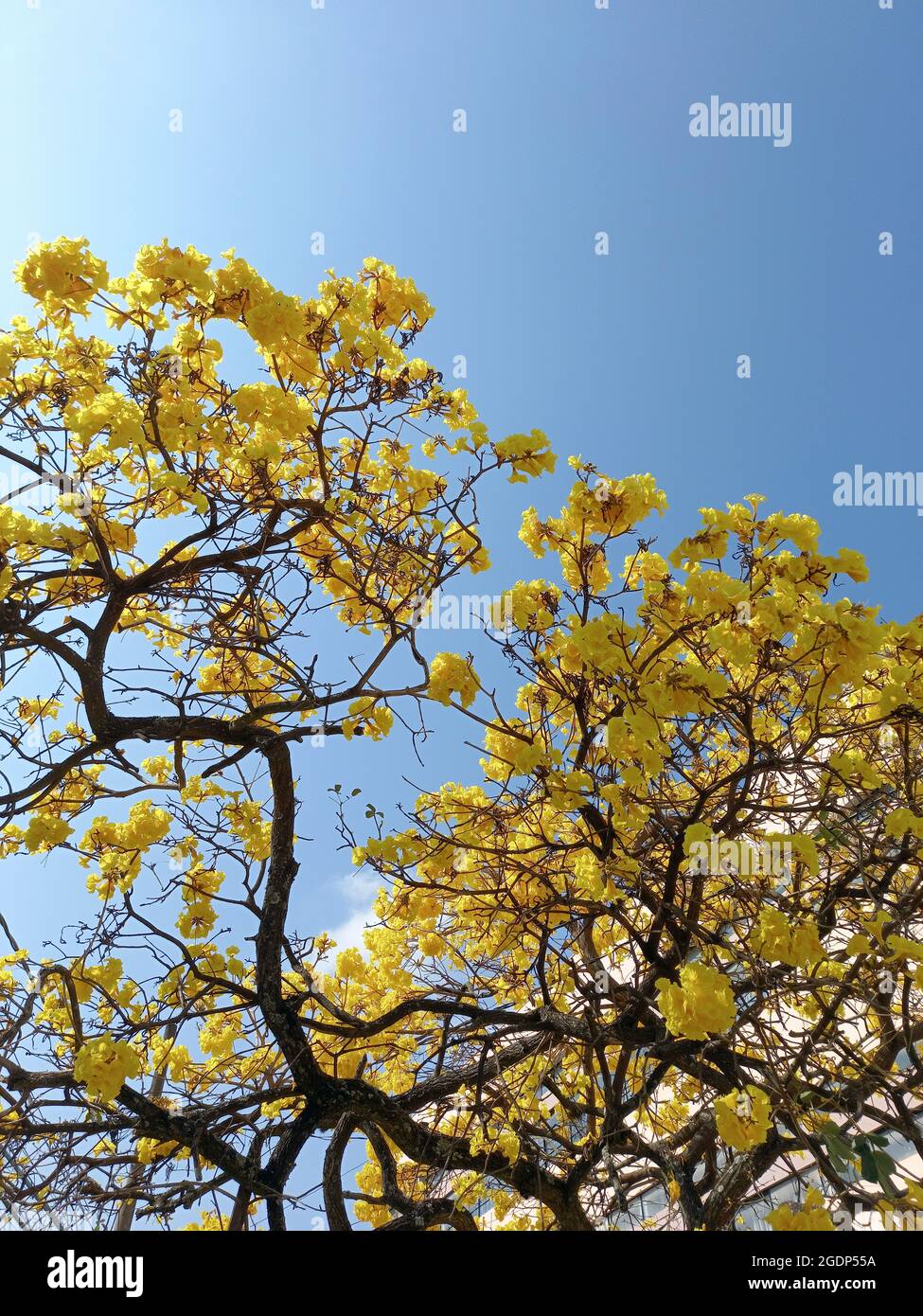 motif fleuri dans un demi-arbre jaune avec ciel bleu vif Banque D'Images