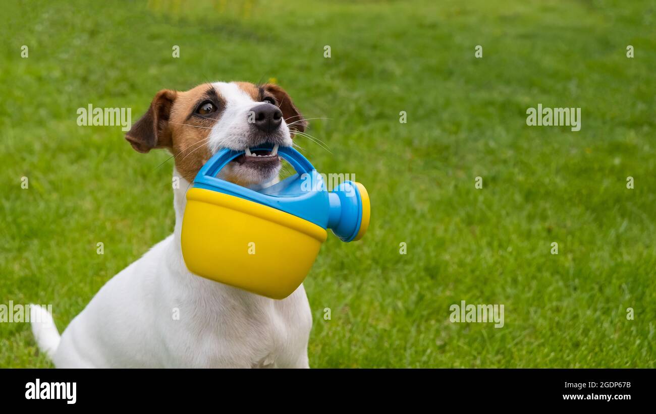 Le chien Jack Russell Terrier est debout sur la pelouse et tient un arrosoir Banque D'Images