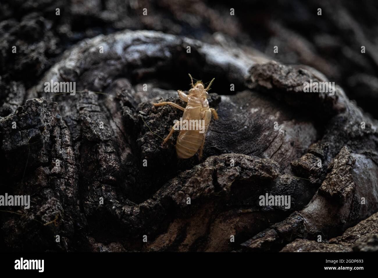 Cicada exuviae (exosquelette) sur l'écorce d'un arbre. Banque D'Images