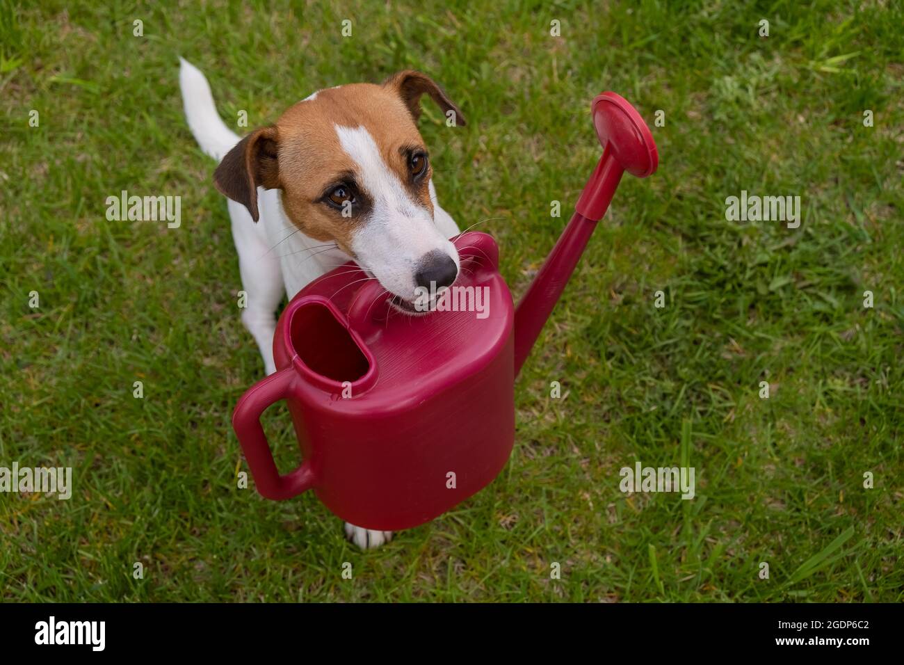 Le chien Jack Russell Terrier est debout sur la pelouse et tient un arrosoir Banque D'Images