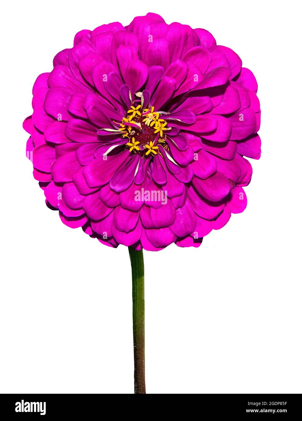 Fleur de zinnia rose violet sur tige gros plan, isolée sur fond blanc. Zinnia croissance gracieux dans le jardin - fleur élégante. Floriculture, jardinage Banque D'Images