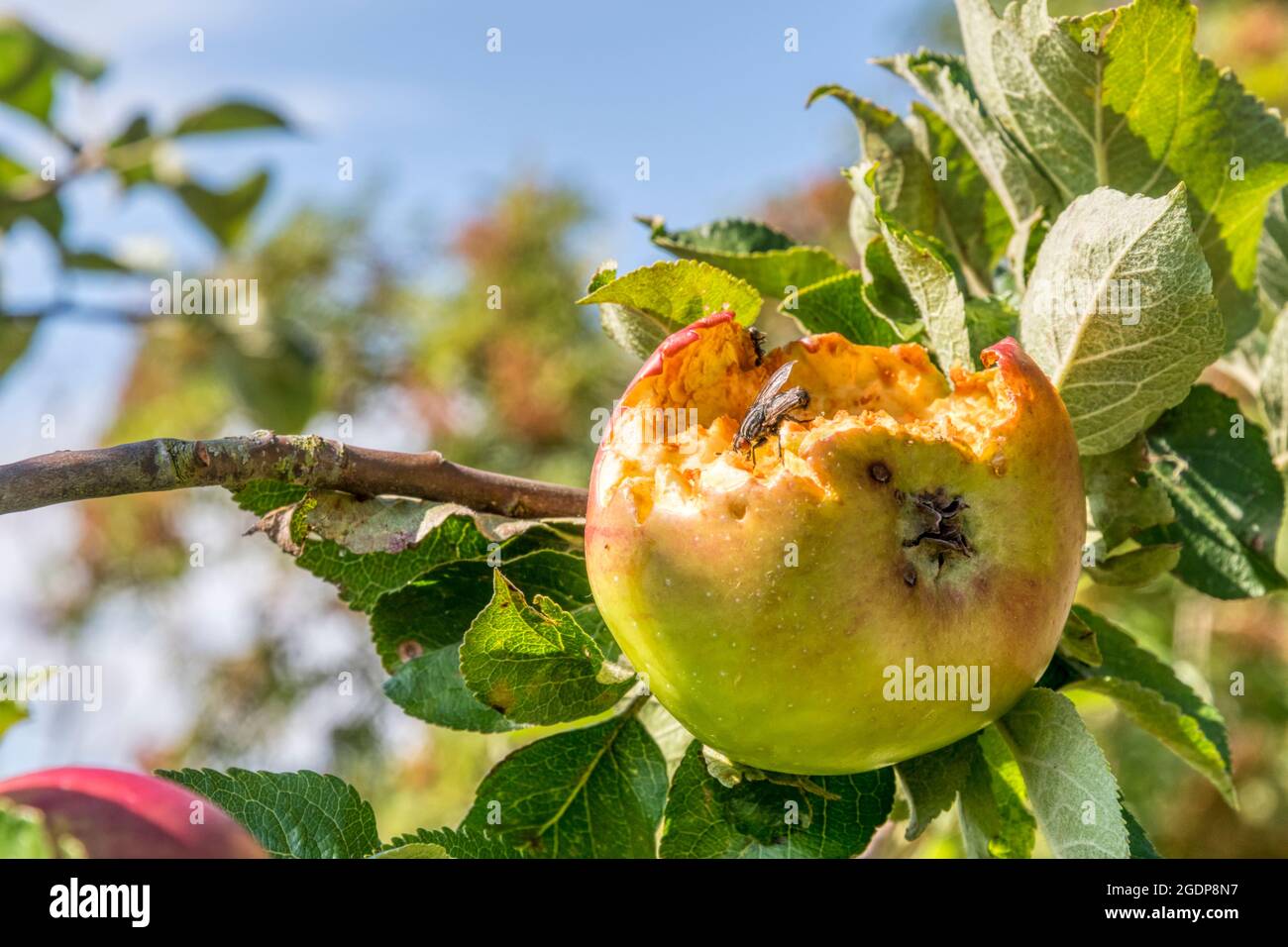 Pomme poussant sur un arbre qui a été partiellement mangé par des oiseaux et des guêpes. Banque D'Images
