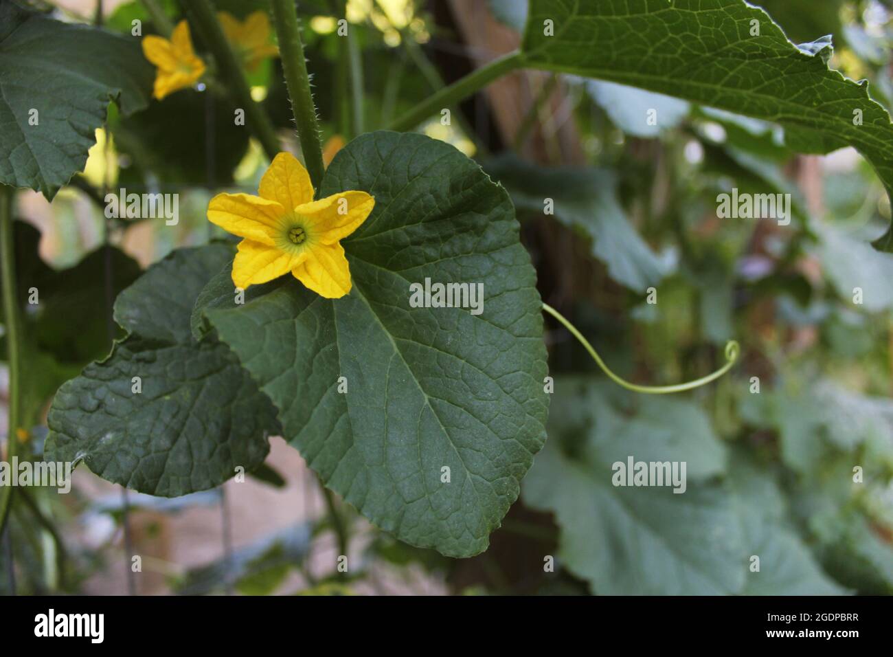 Coréen Melon Bloom sur Vine Banque D'Images