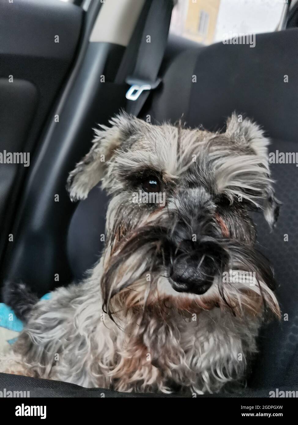 Transport du chien dans la voiture. schnauzer miniature gris assis sur un siège de voiture regardant émotionnellement la caméra Banque D'Images