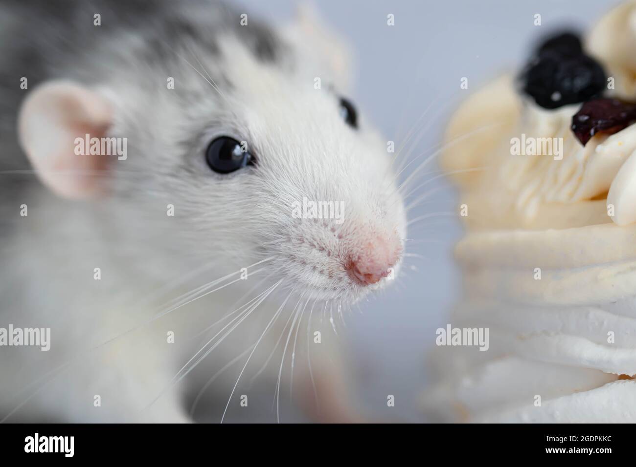 Joli et amusant décoratif blanc gris rat de laboratoire. Portrait de rongeur. Il y a un morceau de gâteau à l'arrière-plan Banque D'Images
