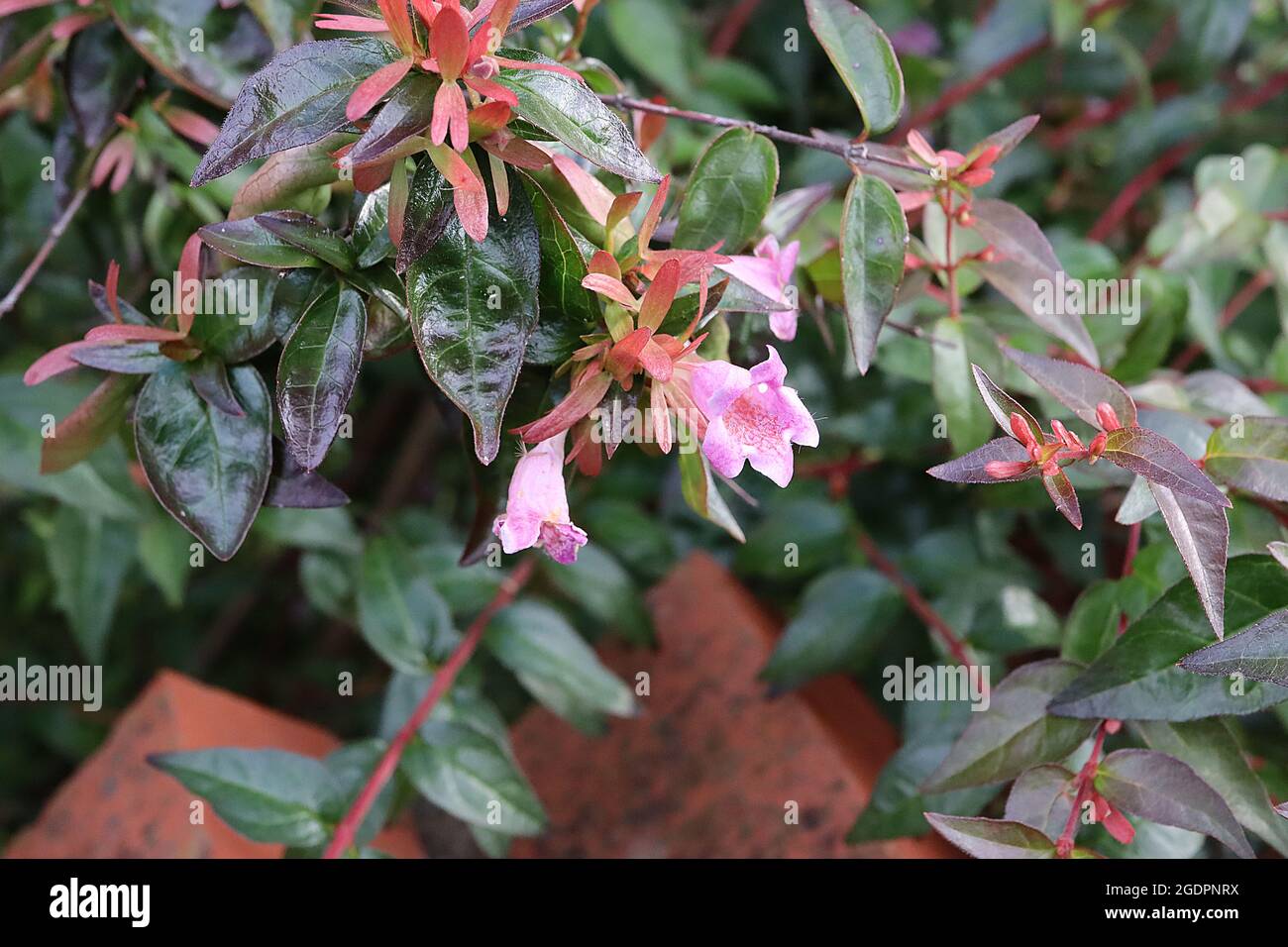 Abelia ‘Edward Goucher’ brillant abelia Edward Goucher – fleurs rose lilas et calices rouges, feuilles brillantes vert foncé, juillet, Angleterre, Royaume-Uni Banque D'Images