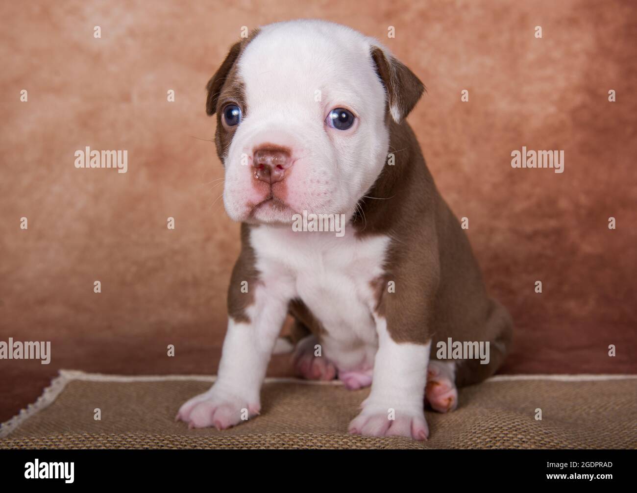 Chiot américain drôle de boulies sur fond marron Banque D'Images