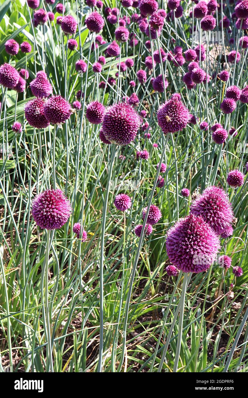 Allium sphaerocephalon Drumstick allium – dense grappe de fleurs violettes en forme d'oeuf, juillet, Angleterre, Royaume-Uni Banque D'Images