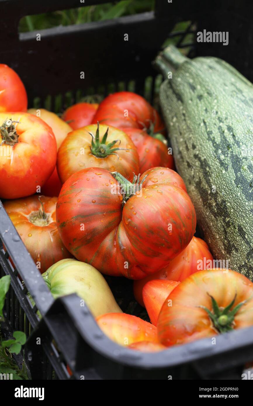 Tomates mûres et courgettes dans une boîte de légumes. Mise au point sélective. Banque D'Images