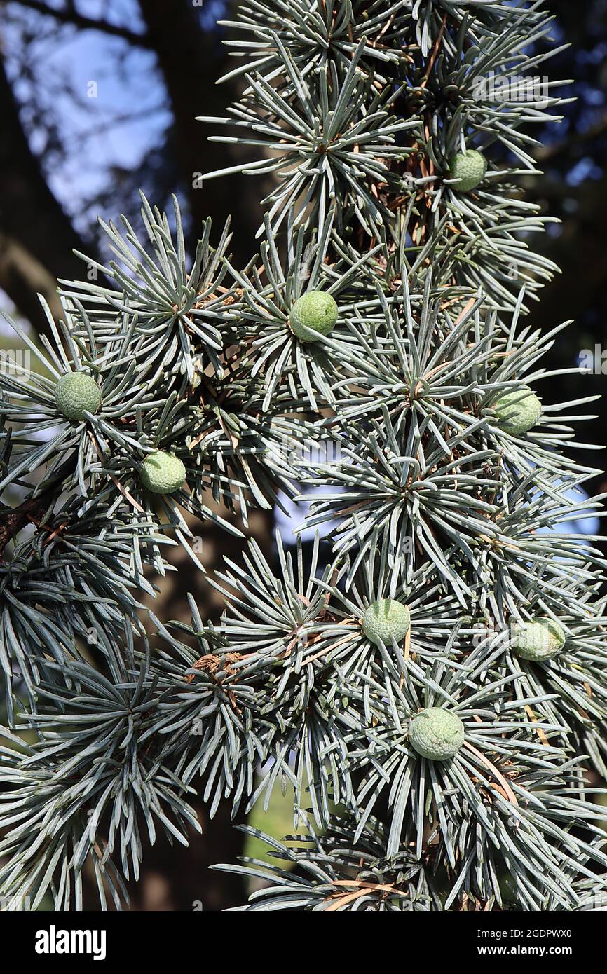 Cedrus atlantica glauca bleu Atlas cèdre – ovoïde vert pâle jeunes cônes nichés au centre de l'argent bleu vert aiguilles comme des touffes de feuilles, juillet, Banque D'Images