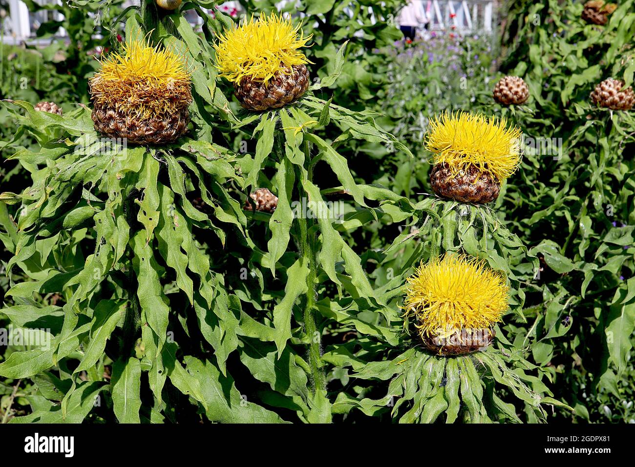 Centaurea macrocephala gigue – couronne de fleurs tubulaires jaunes sur le calice de type panier et feuilles ondulées sur les grandes tiges, juillet, Angleterre, Royaume-Uni Banque D'Images