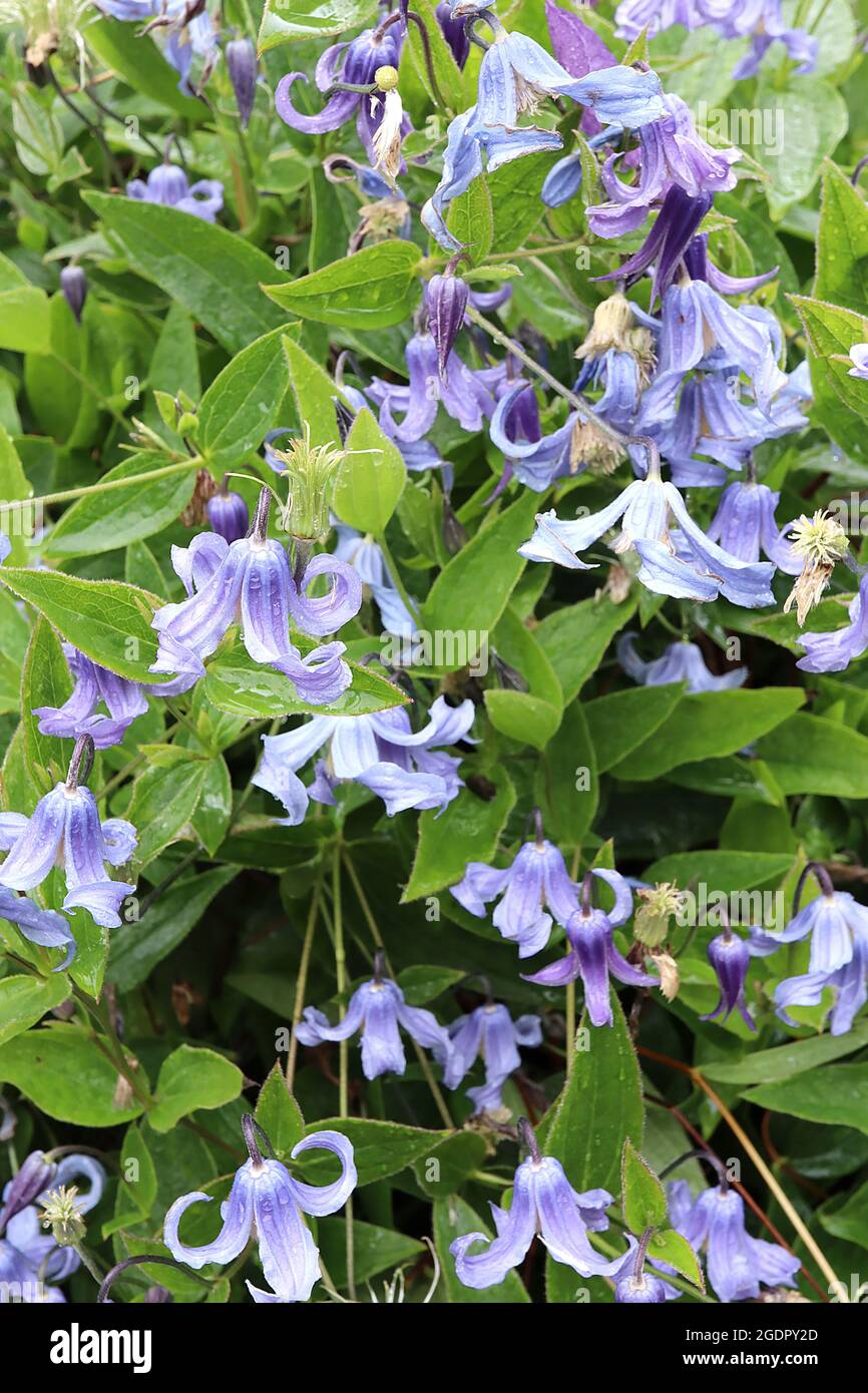 Clematis integrifolia «Blue Ribbons» lavande fleurs en forme de cloche bleu avec des pétales de torsion entièrement récurvés, juillet, Angleterre, Royaume-Uni Banque D'Images