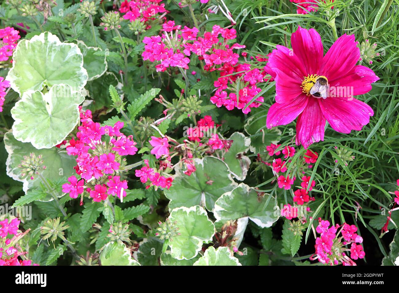 COSMOS bipinnatus ‘Apollo Carmine’ fleurs en forme de bol rose foncé avec des taches rouges foncées et des feuilles de plumes, juillet, Angleterre, Royaume-Uni Banque D'Images
