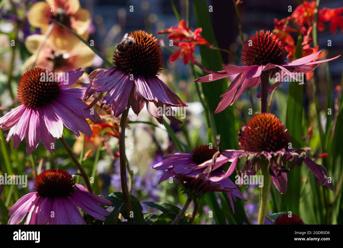 Abeille sur l'échinacée purpurea Banque D'Images