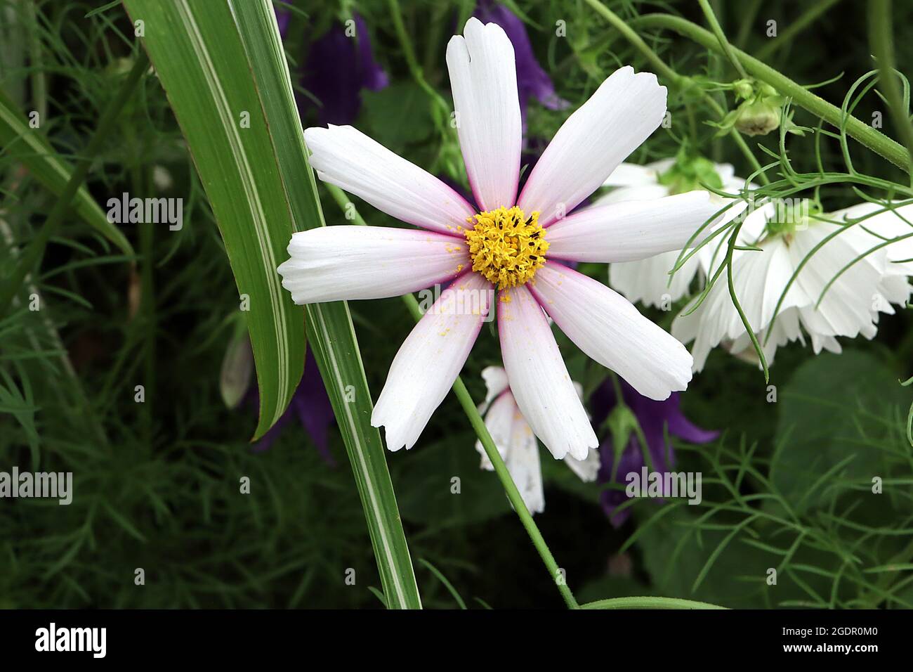 COSMOS bipinnatus ‘Weet Sixteen’ blanc en forme d’étoile, avec marges intérieures pourpres, feuilles à plumes, juillet, Angleterre, Royaume-Uni Banque D'Images