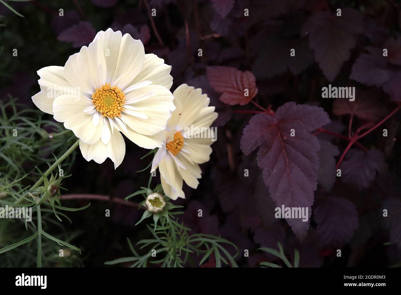 COSMOS bipinnatus ‘Xanthos’ fleurs en forme de bol semi-double crème avec halo blanc, feuilles de plumes, juillet, Angleterre, Royaume-Uni Banque D'Images