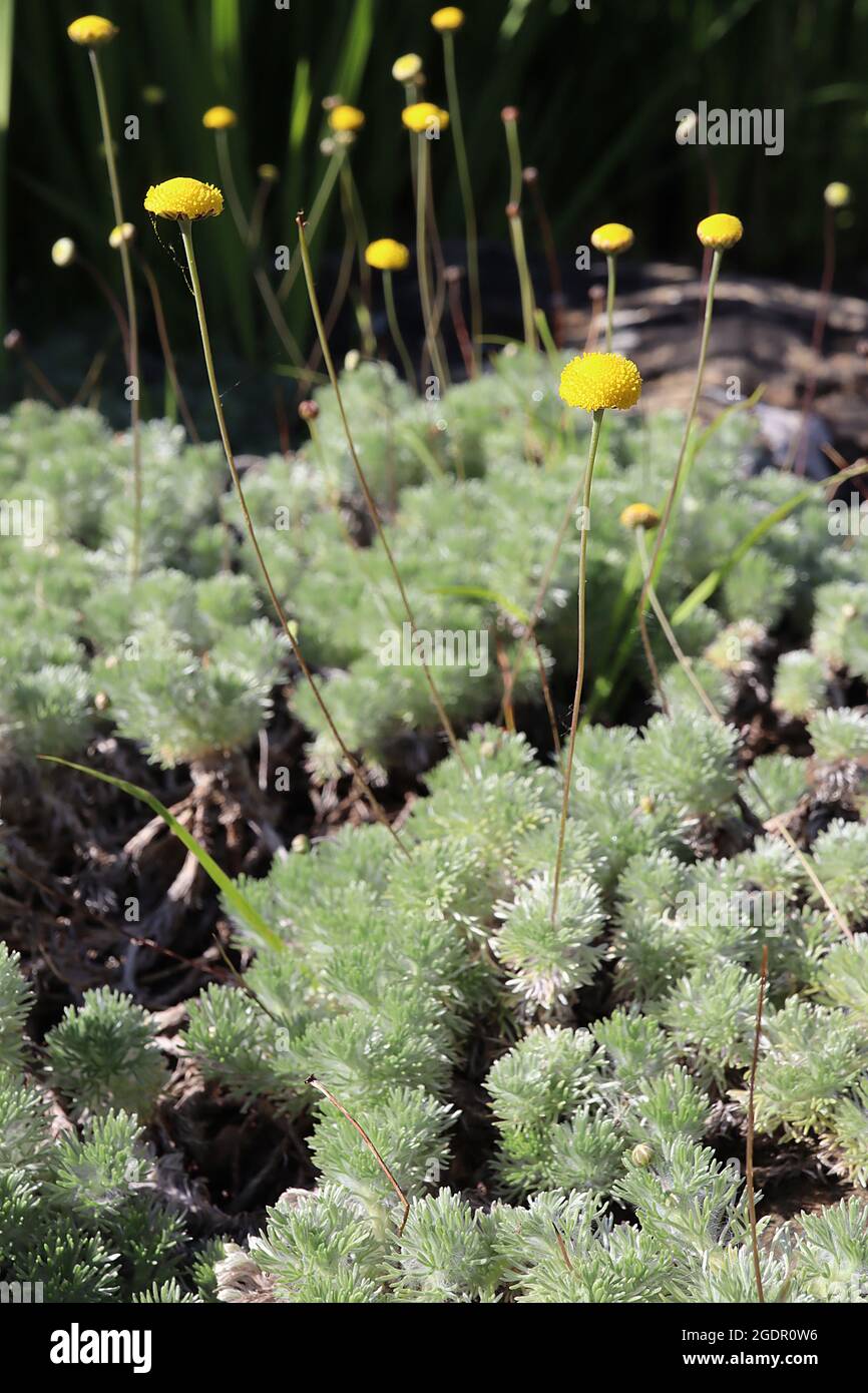 Cotula serica / fallax buttonadventis – solitaires petites fleurs jaunes semblables à des boutons sur tiges wiry, feuillage vert argenté à plumes, juillet, Angleterre, Royaume-Uni Banque D'Images