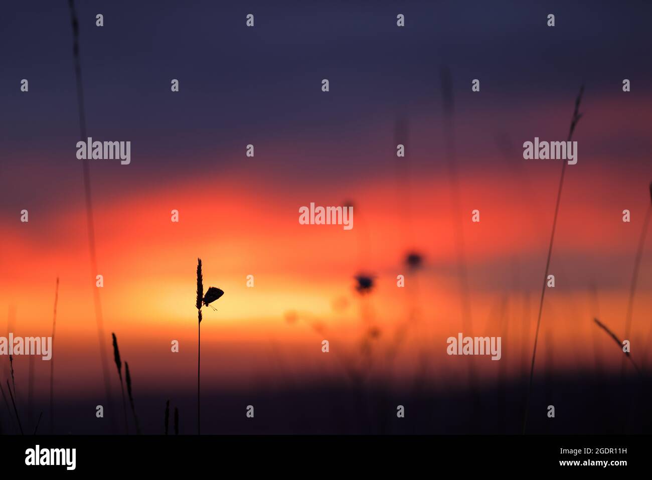 Draycott Sleights National nature Reserve (NNR), Somerset, Angleterre, Royaume-Uni. 14 août 2021. Coucher de soleil, vue sur les collines de Mendip au-dessus des niveaux de Somerset, après une journée de brise et de soleil partiel, avec une silhouette d'un papillon bleu de Chalkhill à la roôte. Le bleu de Chalkhill est un habitant de craies et de calcaires non fertilisés du sud de l'Angleterre. Crédit : Simon Carder/Alay Live News Banque D'Images