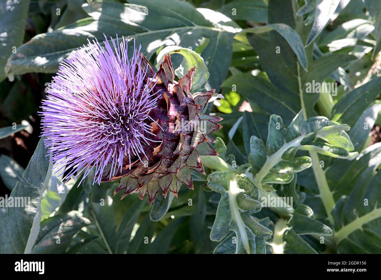 Cynara cardunculus cardoon – grandes fleurs violettes sur des bractées, juillet, Angleterre, Royaume-Uni Banque D'Images