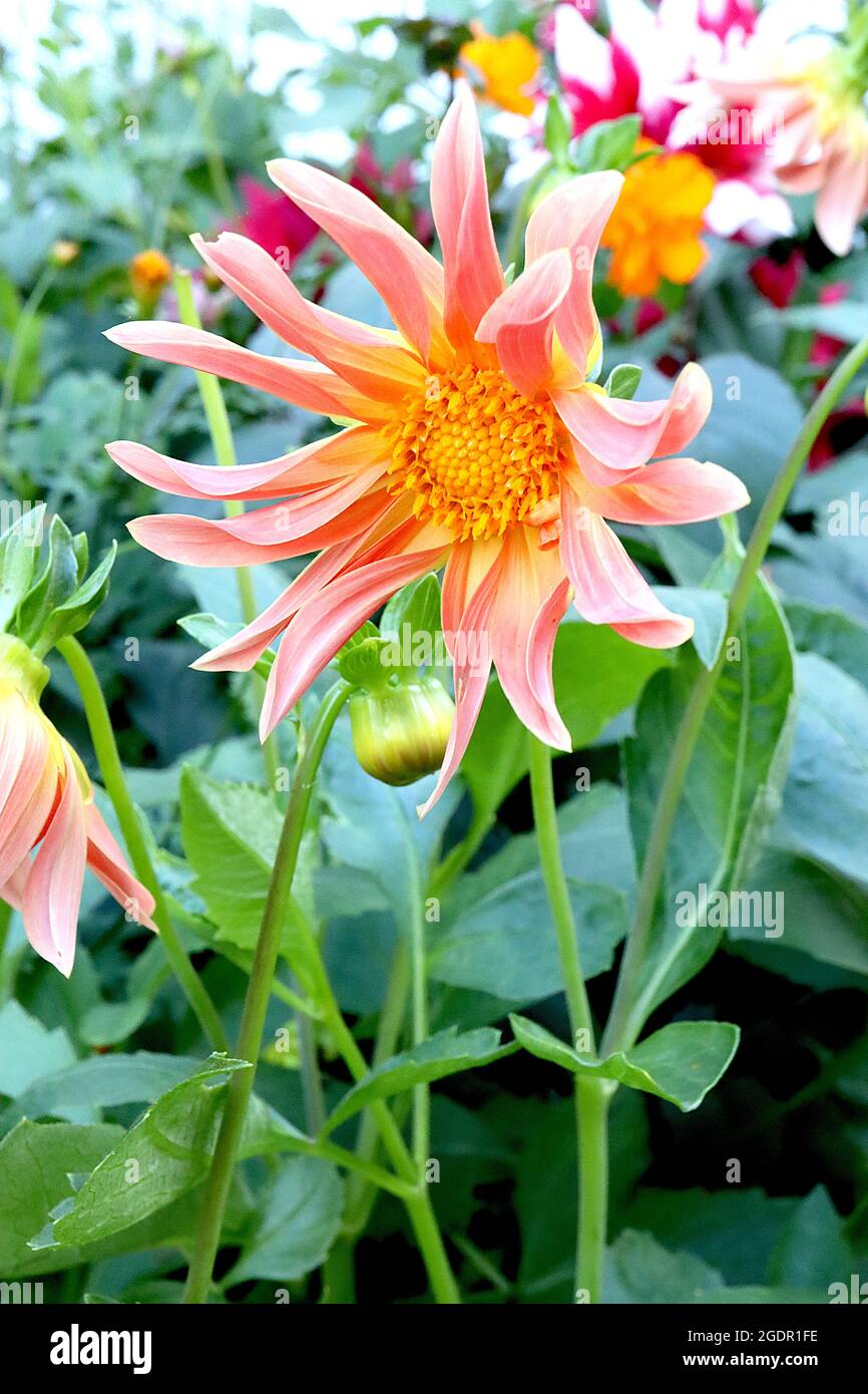 Dahlia ‘Mystic Beauty’ Misc Class Group 10 fleurs de pêche rose simples avec pétales torsadés, juillet, Angleterre, Royaume-Uni Banque D'Images