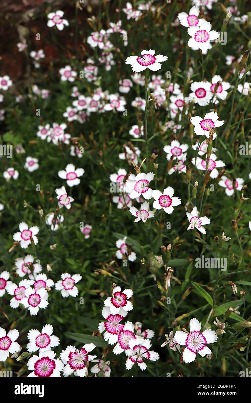 Dianthus deltoides «Arctic Fire» Maiden pince Arctic Fire – fleurs blanches simples avec anneau pourpre, centre rose profond et pétales sertis, juillet, Royaume-Uni Banque D'Images