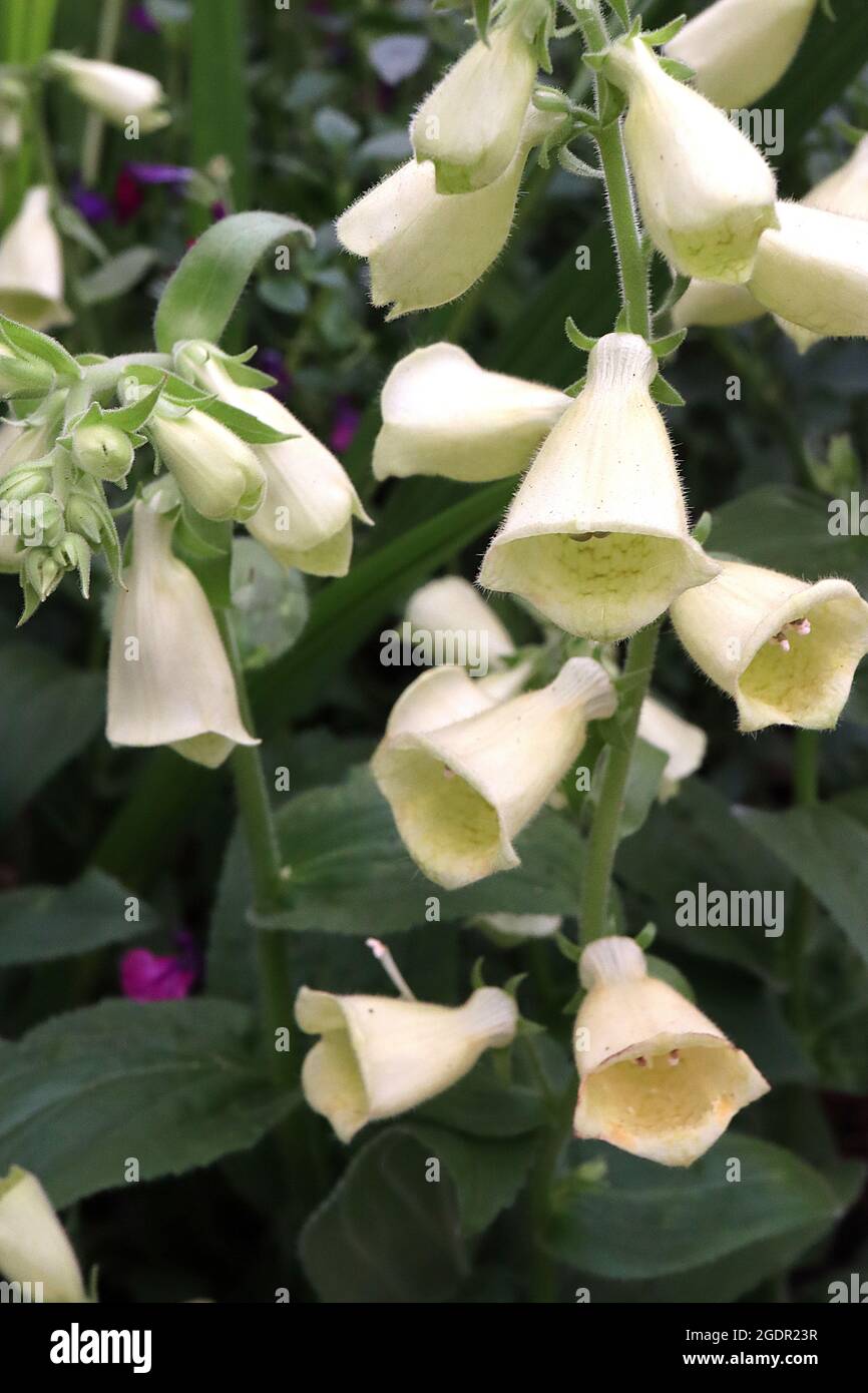 Digitalis grandiflorus «Carillon» foxide jaune nain – fleurs ouvertes en forme de cloche très jaune pâle à col crème vert marbré, tiges courtes, Royaume-Uni Banque D'Images